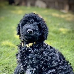 Australian Labradoodle Puppies from Tiny Treasures Australian Labradoodles