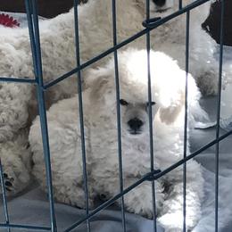 Poodle Puppies from Adagio Toy Poodles