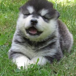 Alaskan Malamute Puppies from Kalamals