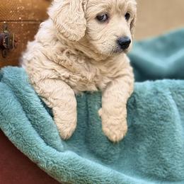 Bernedoodle and Goldendoodle Puppies from Have-a-Doodle Hill