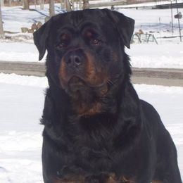 Rottweiler All Grown Up from LAKEVIEW KENNEL