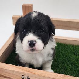 Gia - Brindle and white female American Corgi puppy in Concrete, Washington from Wigglebutts American Corgis