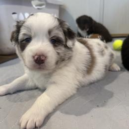 Australian Shepherd Puppies from White Oak Aussies