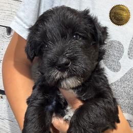 Tally - Black female Miniature Schnauzer puppy in Frankford, Delaware from Miniature Schnauzers of Delmarva