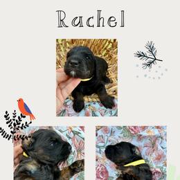 Rachel - Phantom female Bernedoodle puppy in Chattanooga, Tennessee from Scenic City Doodles