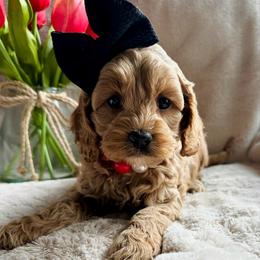 Rosie - Red and white female Cockapoo puppy in Lucas, Ohio from Willow Lane Puppy