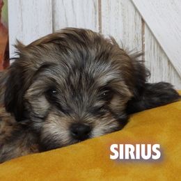 Sirius  (Dog Star) - Red sable male Havanese puppy in Salt Lake City, Utah from Steal Your Heart Havanese