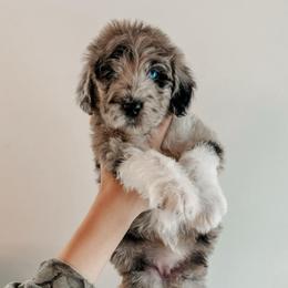 Samaria - Merle female Sheepadoodle puppy in Wabash, Indiana from DOODCompany