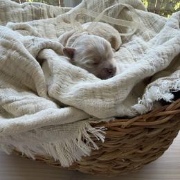 Maltipoo Puppies from Dream Puppies PNW