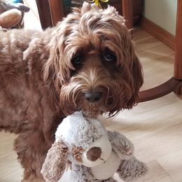 Australian Labradoodles from Discovery Tails Labradoodles