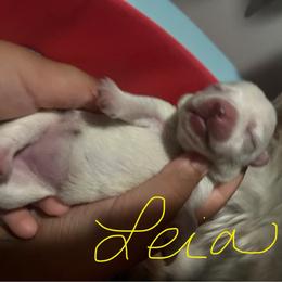 Leia - White female West Highland White Terrier puppy in New Orleans, Louisiana from Amazing Grace Westies