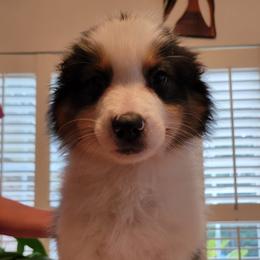 Australian Shepherds from Cedar View Farms