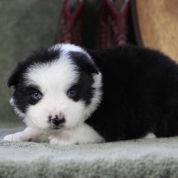 Charlotte - Black & white female Miniature Australian Shepherd puppy in Quapaw, Oklahoma from Rocky Hill Aussies
