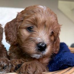 Dodger - Apricot male Goldendoodle puppy in Stockton, California from Family Doodles