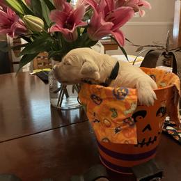 Golden Retriever Puppies from Tupelo Honey Farm's Golden Retrievers