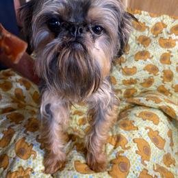 Brussels Griffon puppies from Alias I Am Brussels