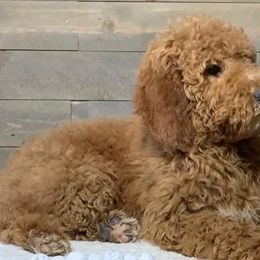 Labradoodles from Nila Shukert