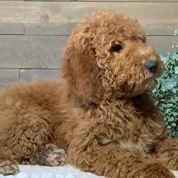 Labradoodles from Nila Shukert