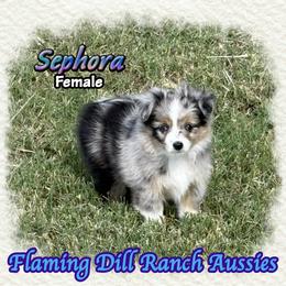 Sephora - Blue merle female Toy Australian Shepherd puppy in Forestburg, Texas from Flaming Dill Ranch Aussies