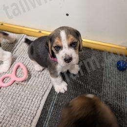 Red - Black tan and white male Beagle puppy in Vallejo, California from Tailwindfarm