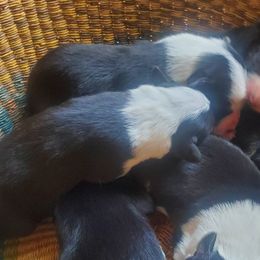 Border Collies from Flock and fang