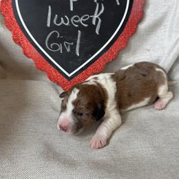 Delphia - Brown and white female Saint Berdoodle puppy in Traverse City, Michigan from Bare Paws Saint Berdoodles