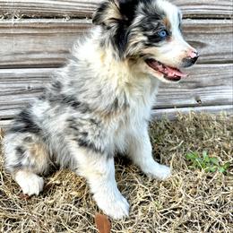 River - Blue merle female Miniature Australian Shepherd puppy in Saint Cloud, Florida from Dirty Paws
