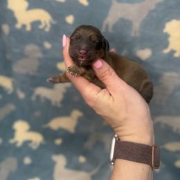 Copper - Red male Dachshund puppy in Oklahoma City, Oklahoma from Barrett’s Doxie Farm