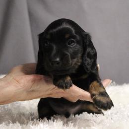 Pip - Black and tan male Dachshund puppy in Liberty, Texas from Sweetnlow Dachshund (Doxies)