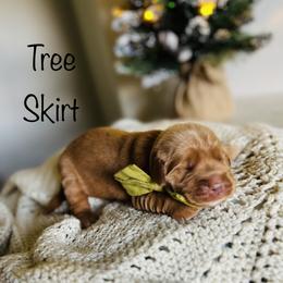 Boy Pick 2 - Golden Retriever puppy in Cocoa, Florida from Goldens of the Groves LLC.