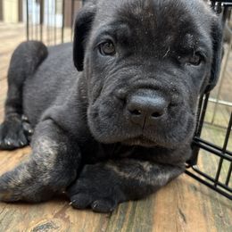 Cane Corso Puppies from Palazzo Cane Corso