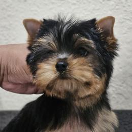 Little Abigail - Black and gold female Yorkshire Terrier puppy in Kissimmee, Florida from Twilights Yorkies FL