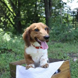 Branch - Dachshund