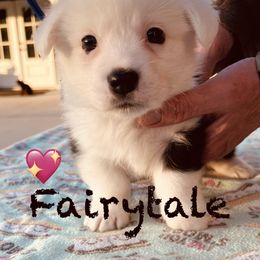 Fairytale - Black and white female Cardigan Welsh Corgi puppy in Middleburg, Florida from Stornoway Cardigan Welsh Corgis