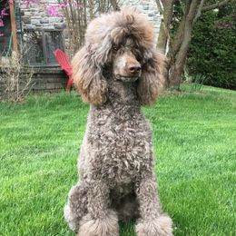 Poodles from Just Poodles