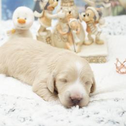 Olaf - Cream male Dachshund puppy in Big Rapids, Michigan from 30 Acre Woods Dachshunds