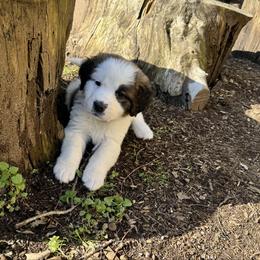 Pink wink - Brindle and white female Saint Bernard puppy in Auburn, Washington from Sara’s Saint Bernards
