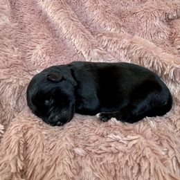 Purple collar - Black and tan female Shiloh Shepherd puppy in Watchung, New Jersey from Blue Moon Shilohs