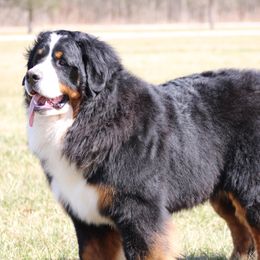 Bernese Mountain Dogs from BREED Bernese Acres