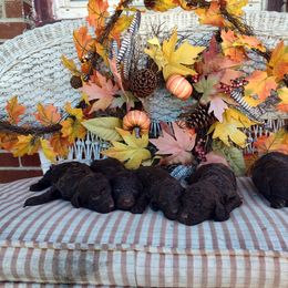 Poodle Puppies from Bettna poodle and doodles