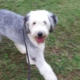 Bernedoodles, Old English Sheepdogs, and Sheepadoodles from American Doodles