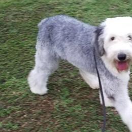 Bernedoodles, Old English Sheepdogs, and Sheepadoodles from American Doodles
