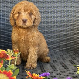 Boy 6 - Red male Australian Labradoodle puppy in Morristown, New Jersey from English Manor Labradoodles