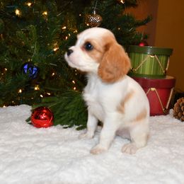 Australian Shepherd, Cavalier King Charles Spaniel, and Cavapoo Puppies from Dogwood & Sassafras Companions