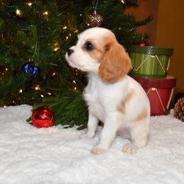 Australian Shepherd, Cavalier King Charles Spaniel, and Cavapoo Puppies from Dogwood & Sassafras Companions