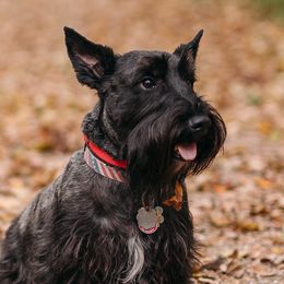 Winston - Scottish Terrier