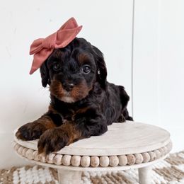 Mocha- pink collar girl - Tri-color Cavapoo puppy in Melbourne, Florida from Space Coast Doodle Co.