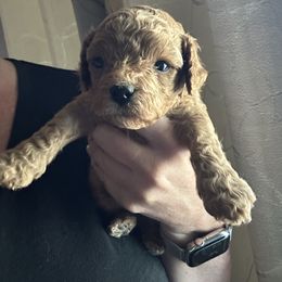 Firecracker (blue collar boy) - Brown male Cavapoo puppy in Modesto, California from Molly n Friends
