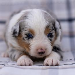 Nitro - Blue merle male Australian Shepherd puppy in Weatherford, Texas from Ridgestar Aussies
