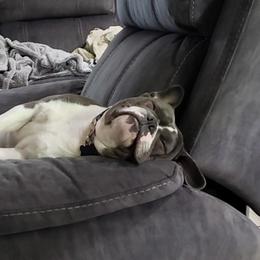 Bulldog All Grown Up from Laurie Juneau's Bulldogs